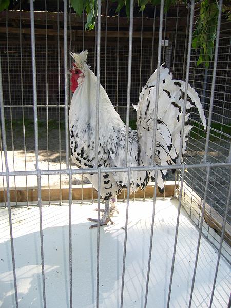 Haehnewettkraehen der Kreisjugend des Kreisverbandes Guetersloh 017.jpg - Hähnewettkrähen des Kreisverbandes Gütersloh in Langenberg auf dem Hofe Großelohmann